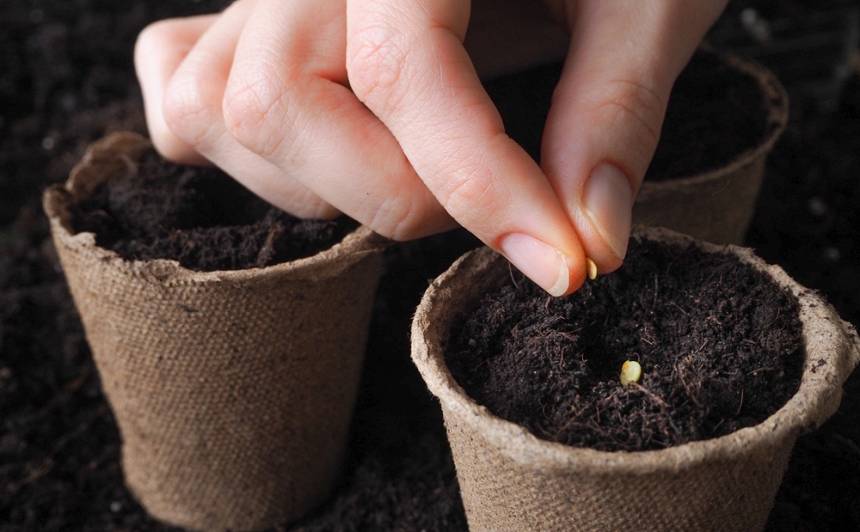 Vai tu jau paveici visus februāra dārzkopja darbus? — Santa