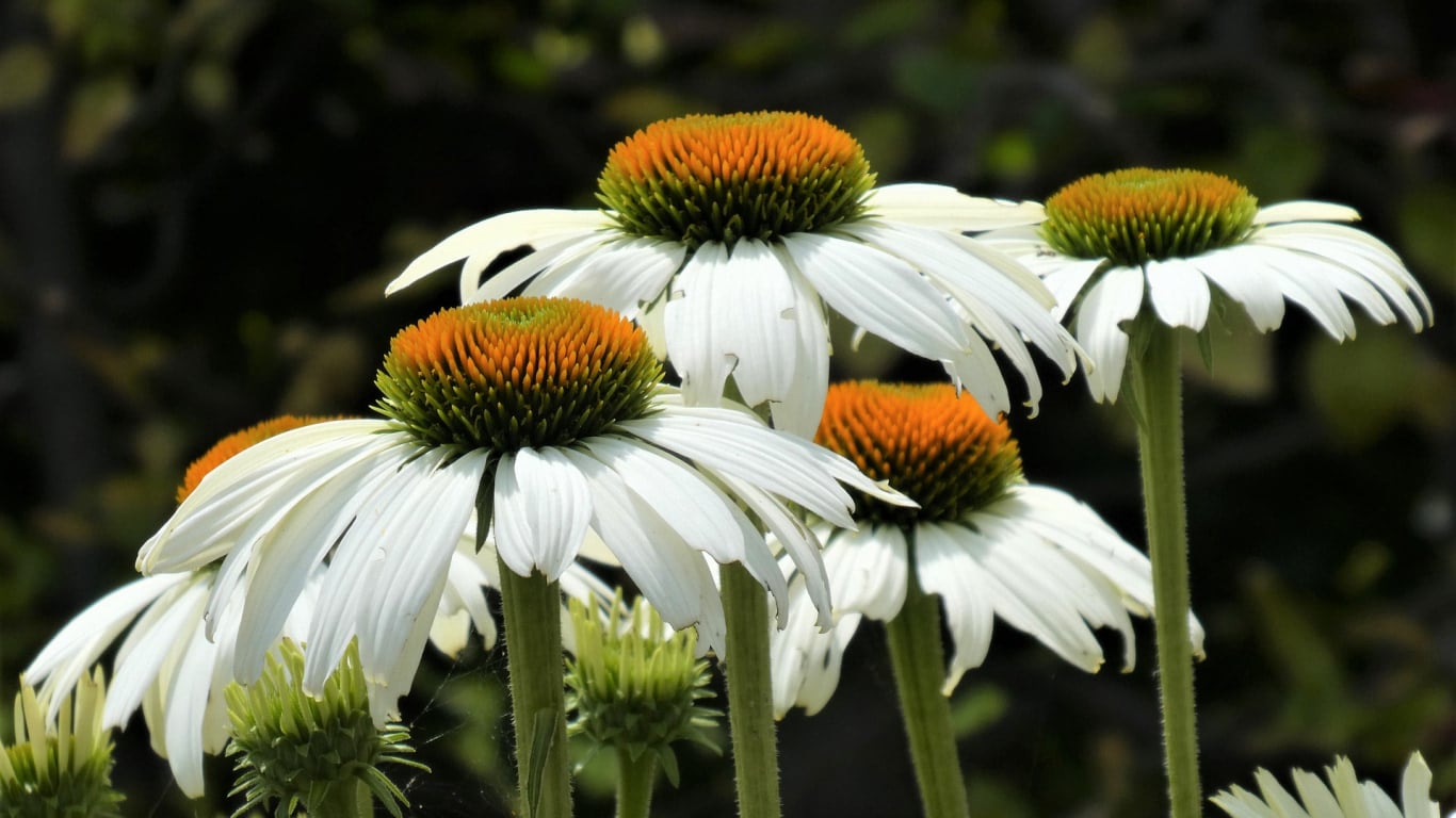 8 svarīgi darbi, kas jūlijā jāpaveic puķu dārzā — Santa