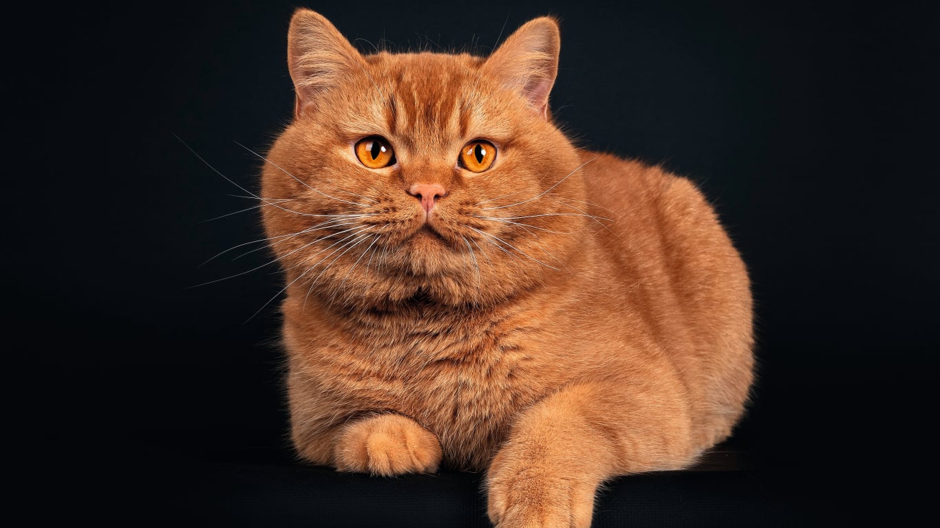 The Enduring Phenomenon of Shaved Cats